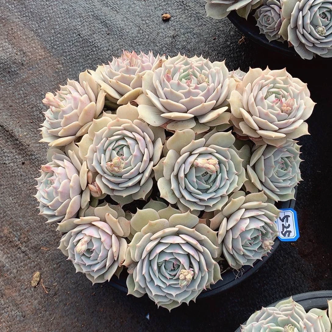 525露娜莲 一物一拍多肉