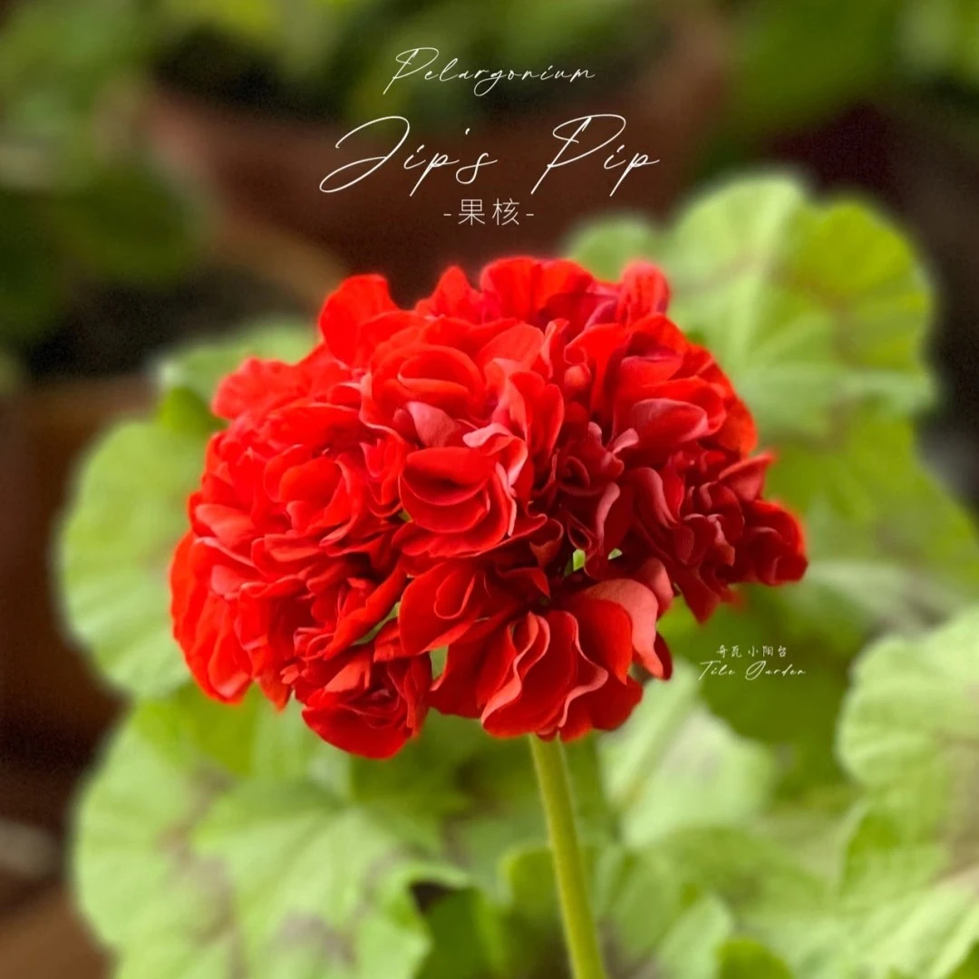 【果核】直立天竺葵（零下拍保温冻坏不售后）