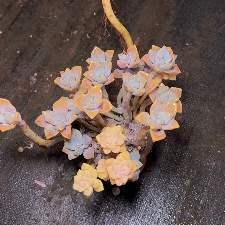 茹不会的话才发现这个