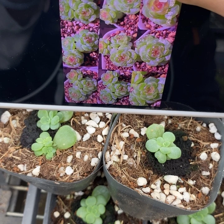 标682西米露1一个量拍