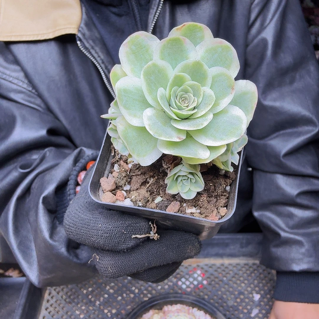 夏***天010山地玫瑰一物一拍