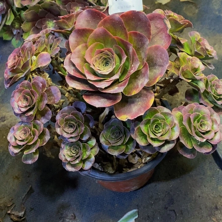 魅金多肉断头不包1979