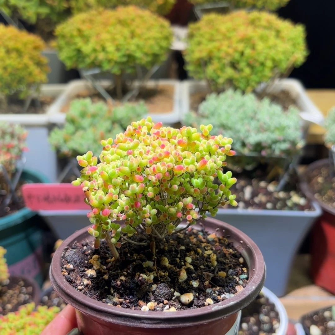 枝干番杏密橘糖球G618