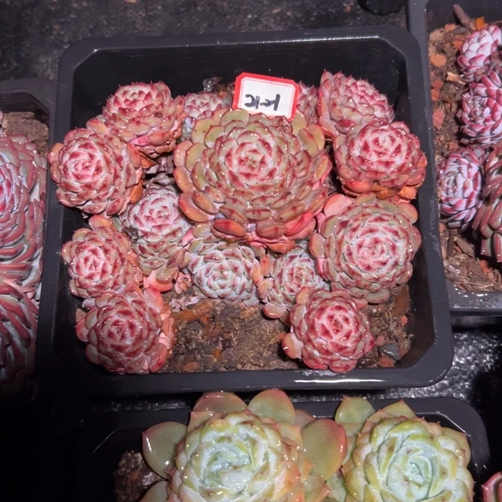 范***鱼精品多肉植物老桩