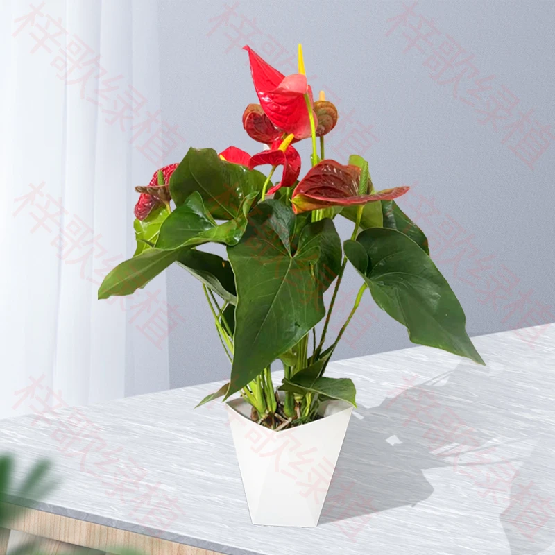 带盆土培红掌4- 6花带花苞观花植物水土两培植物观花四季开花盆栽