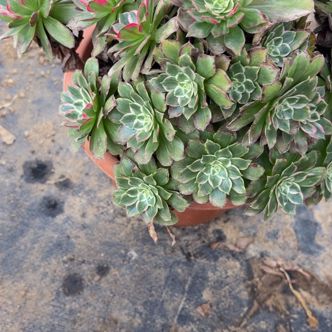 301多肉植物捧花的时候