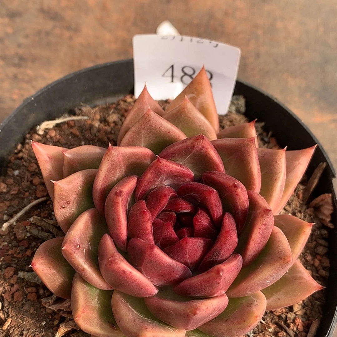 【闪购商品】云483号