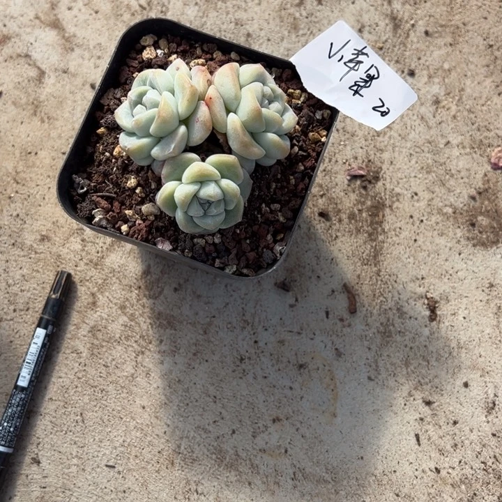 小苹果一物一拍转pai