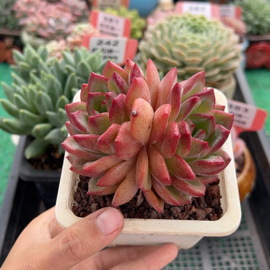 表妹精品多肉植物384.