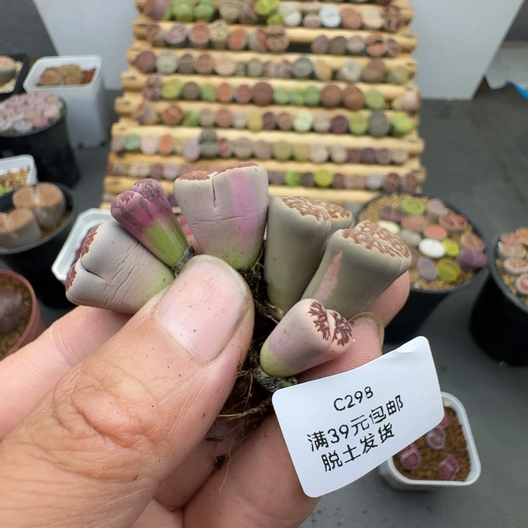 褪***色298哈哈哈哈哈哈哈哈哈哈