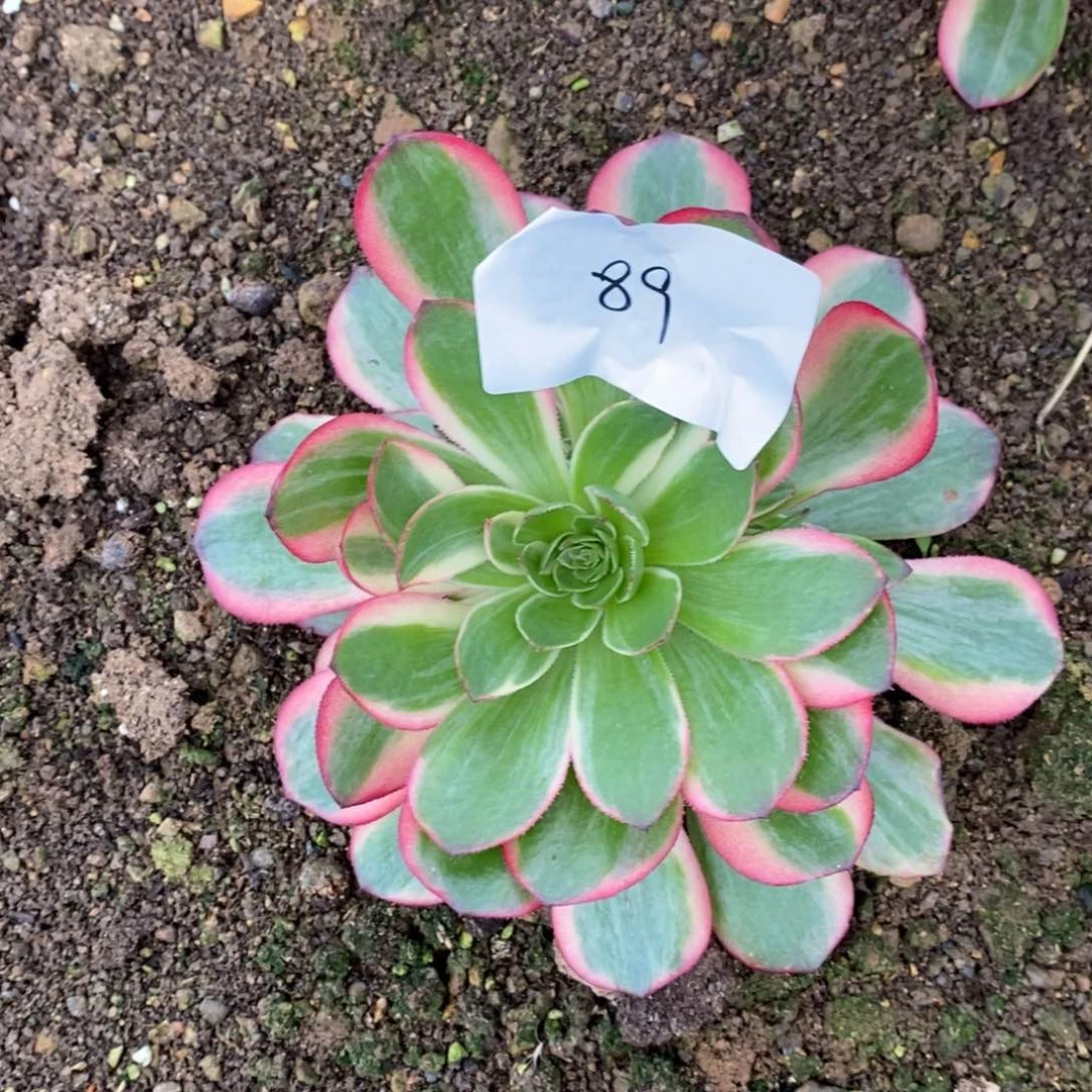 89黑魔锦多肉植物