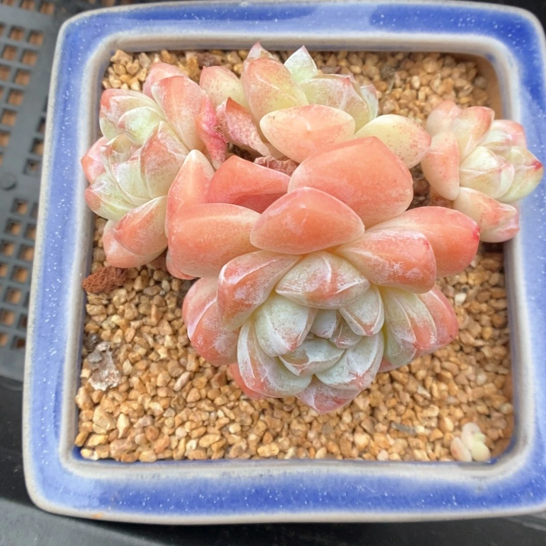 冰玉群生275号。