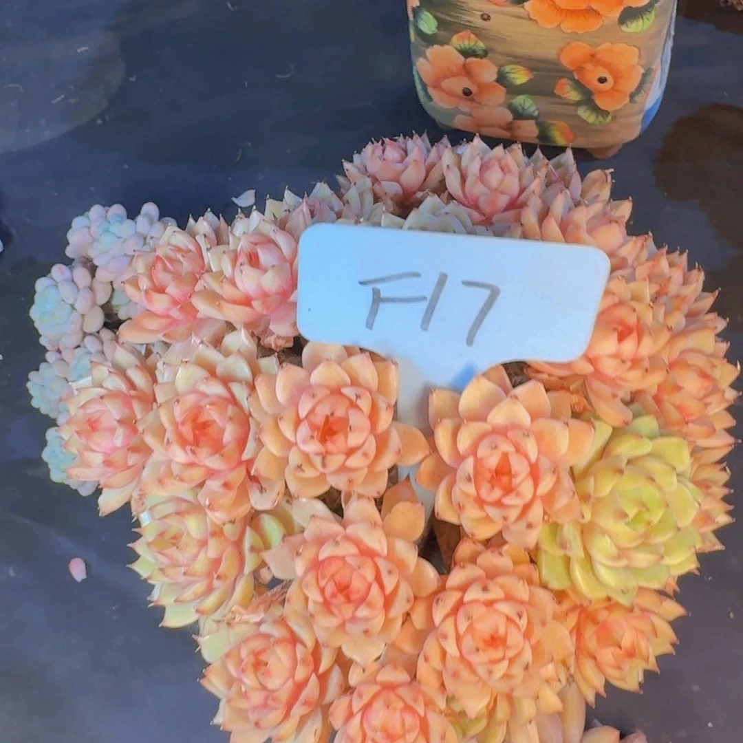 玉***～多肉植物的生长发育和