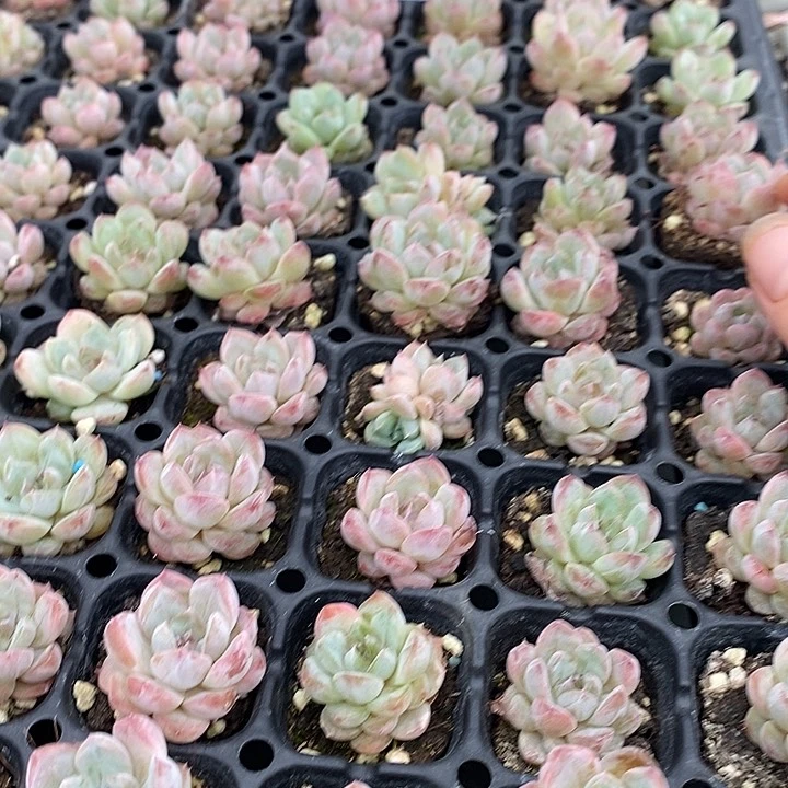 3 多肉植物盆栽花卉植物
