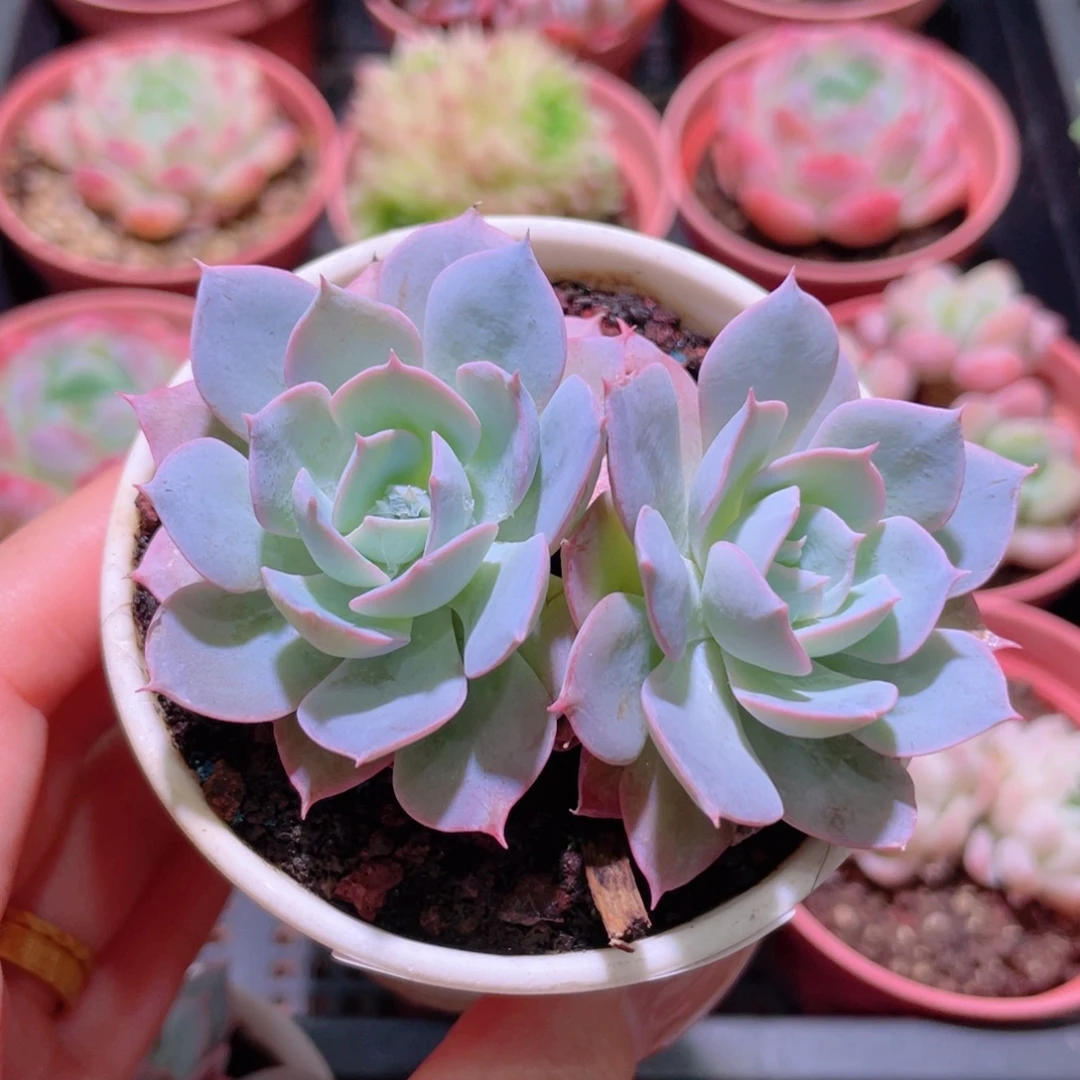 花利美20-160蓝石莲