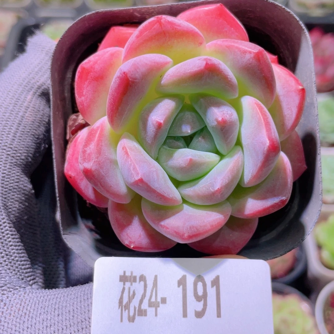 花利美24-191冰糖