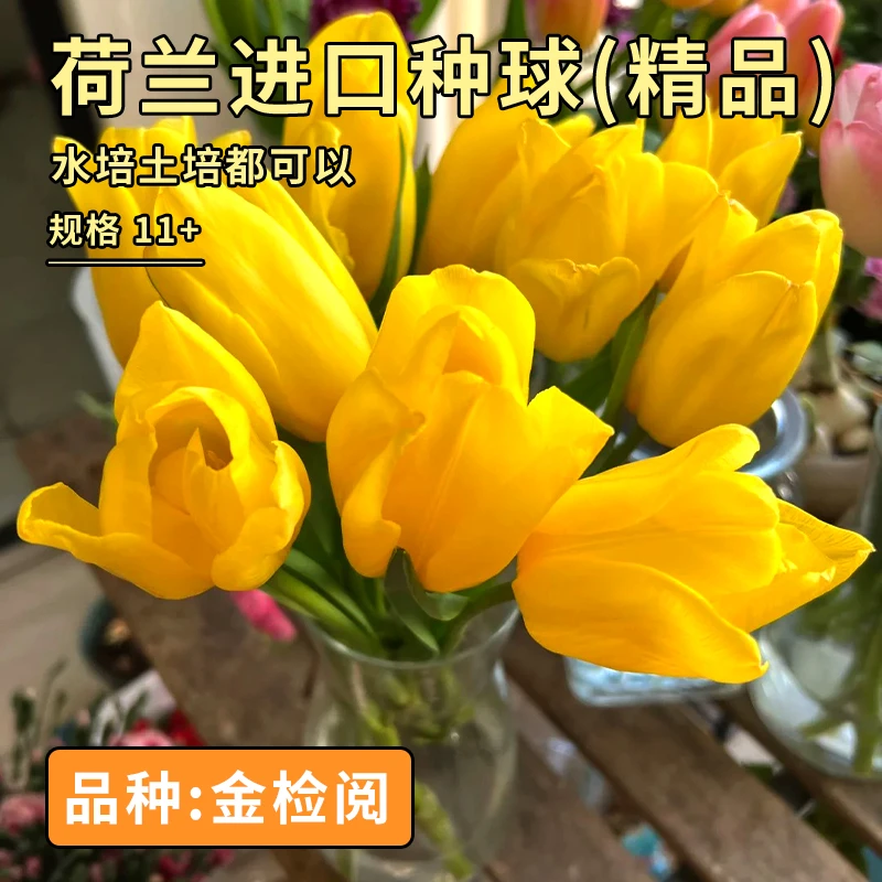 阳光纪郁金香 金检阅 国产自研5度球10+周经水培土培精品种球