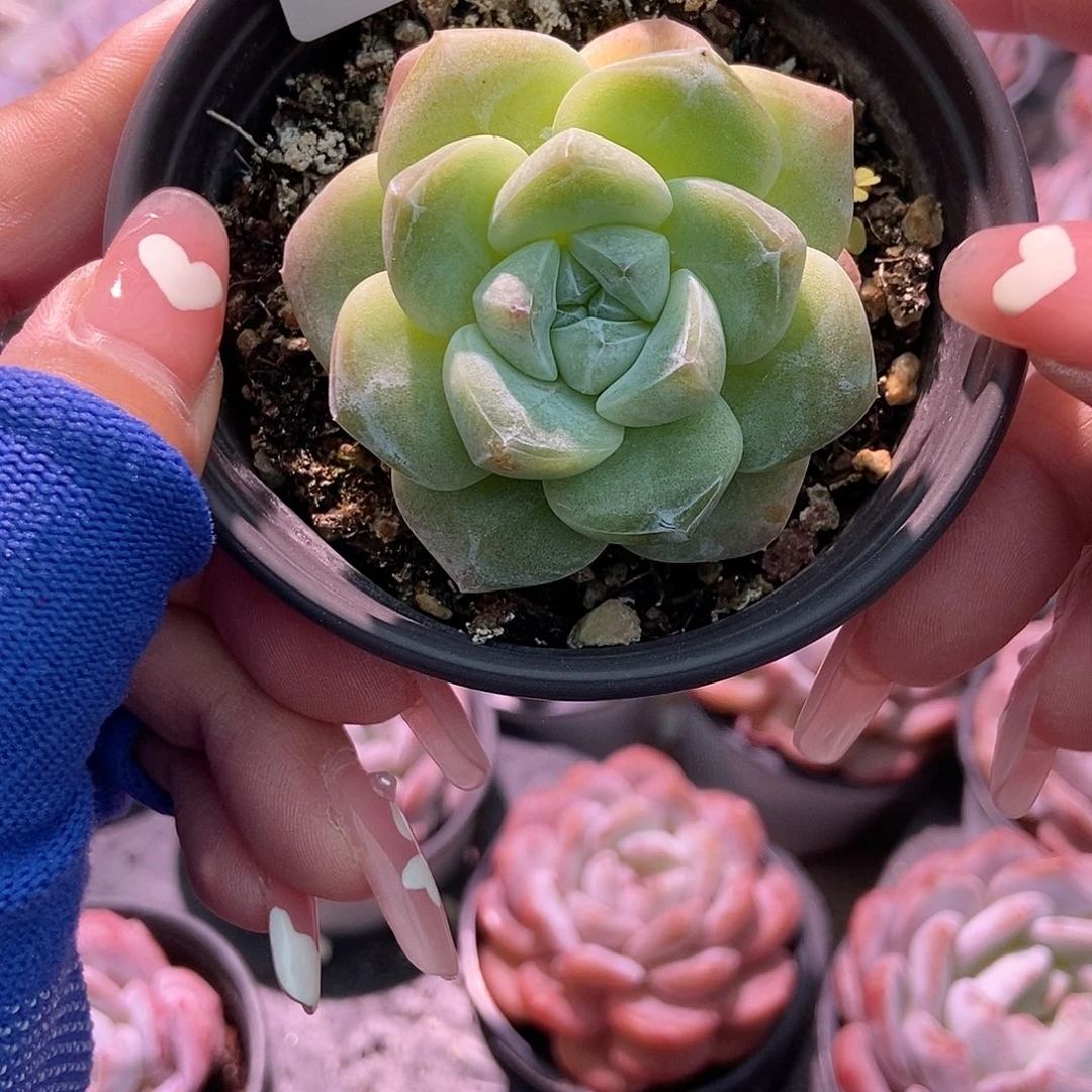 金泰家多肉，007冰玉