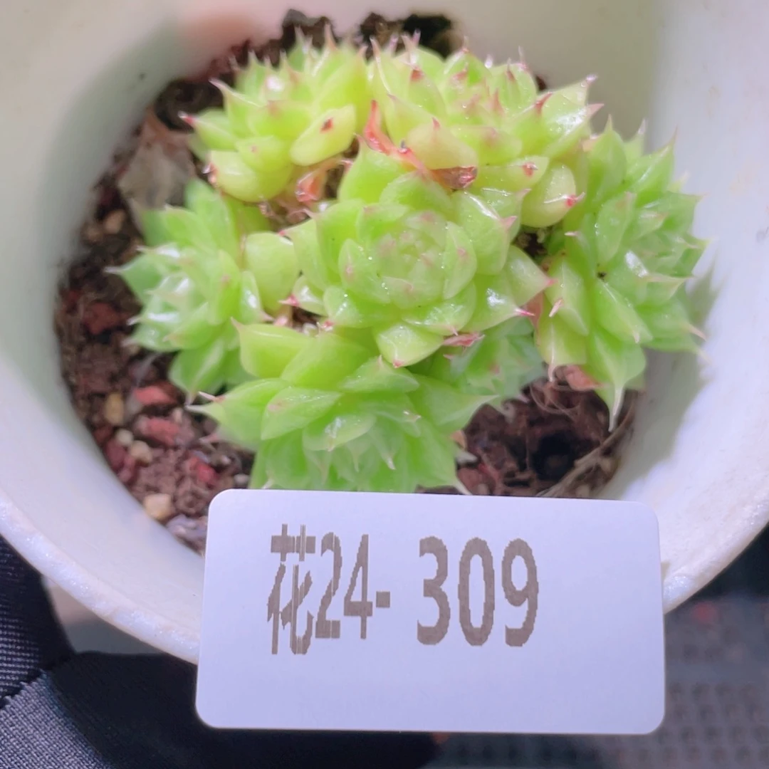 花利美24-309麦秆