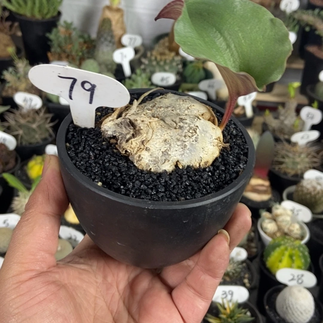 卷叶冰之镜一物一拍