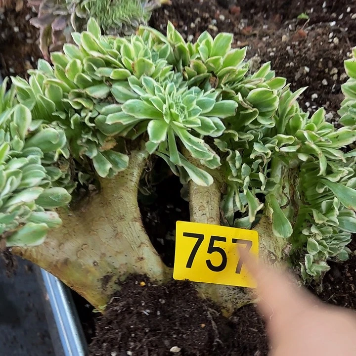 多肉植物福利来757