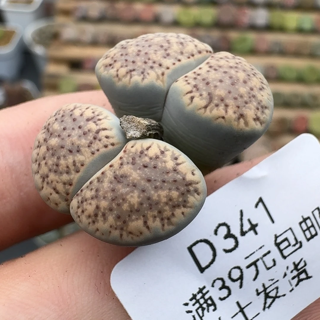 341多肉哈哈哈哈哈哈宝贝