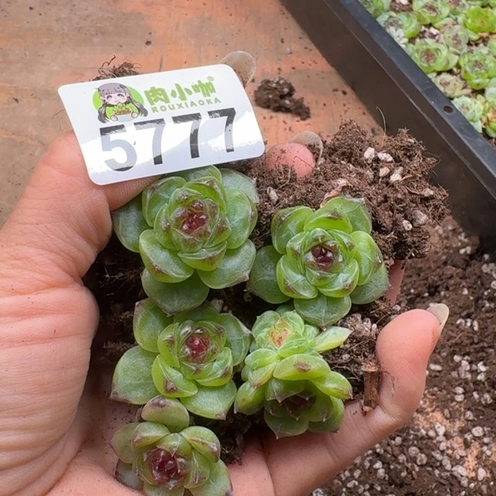 多肉植物多肉植物