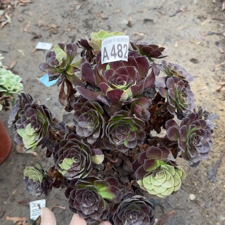 黑寡妇……多肉植物……
