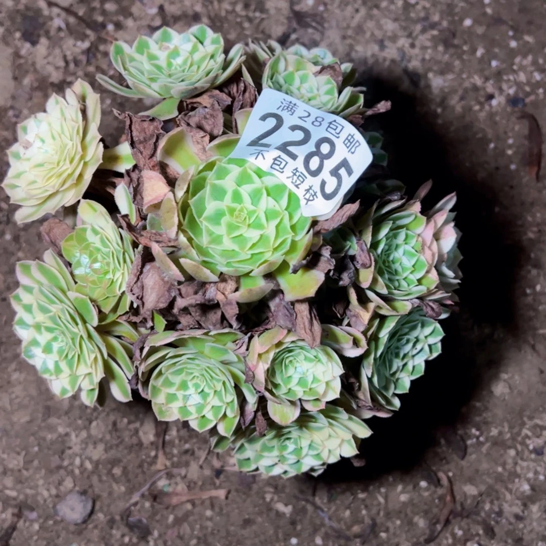 瑶光多肉植物法师2285