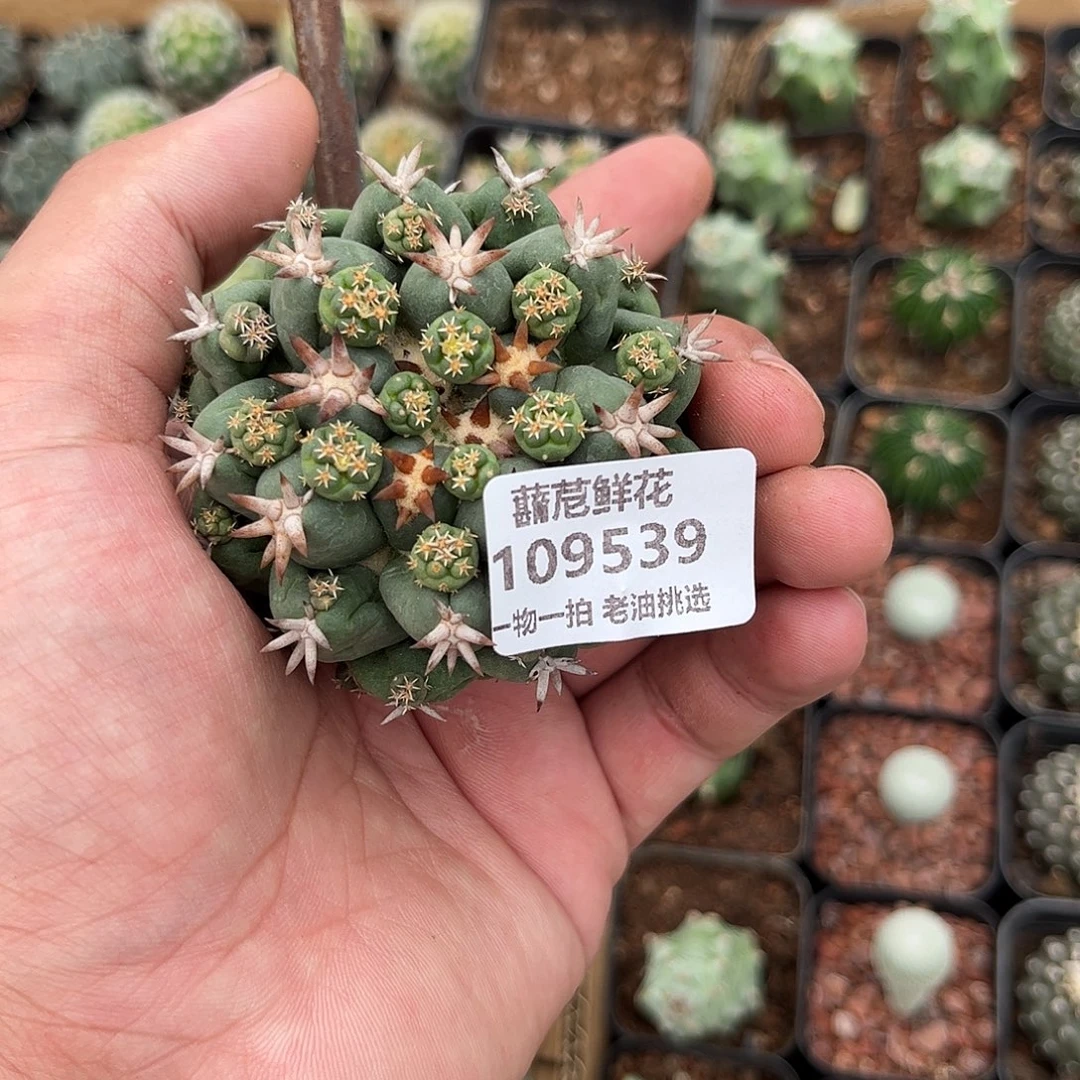 墨***凌109539一物一拍单头