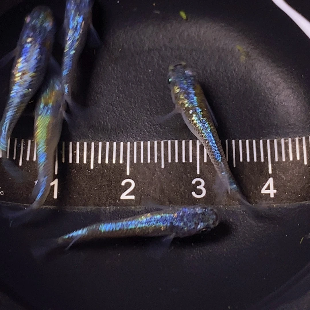 海水观背青鳉海王星一组17