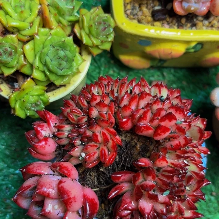 红拉糖老桩多肉一颗