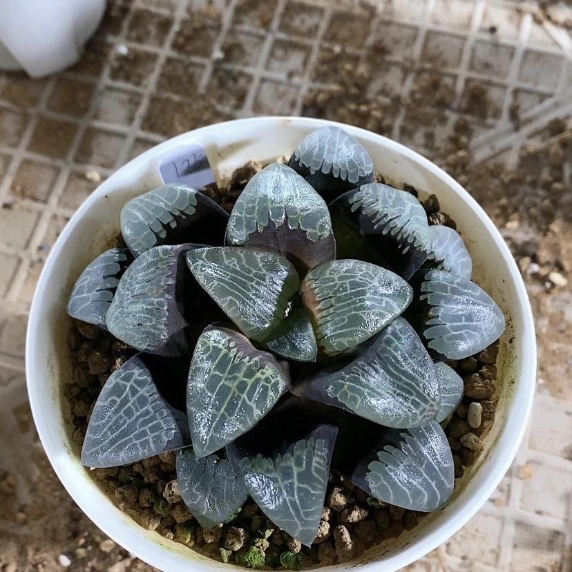 【闪购商品】实生克