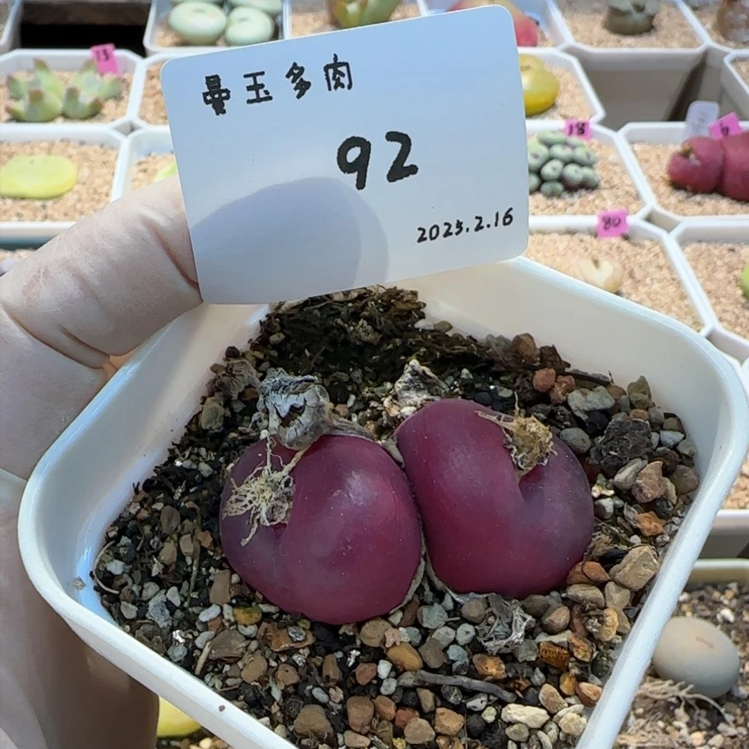 呼*多肉多肉多肉2.16-092呼呼