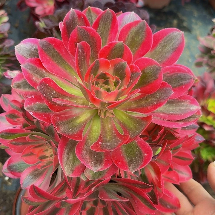 精品小香妃亏本福利