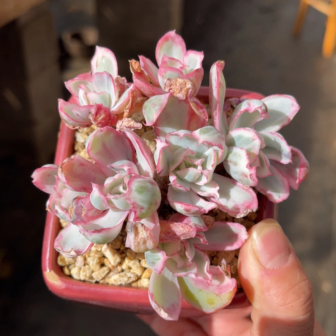 伯克利锦 一物一拍不支持退换