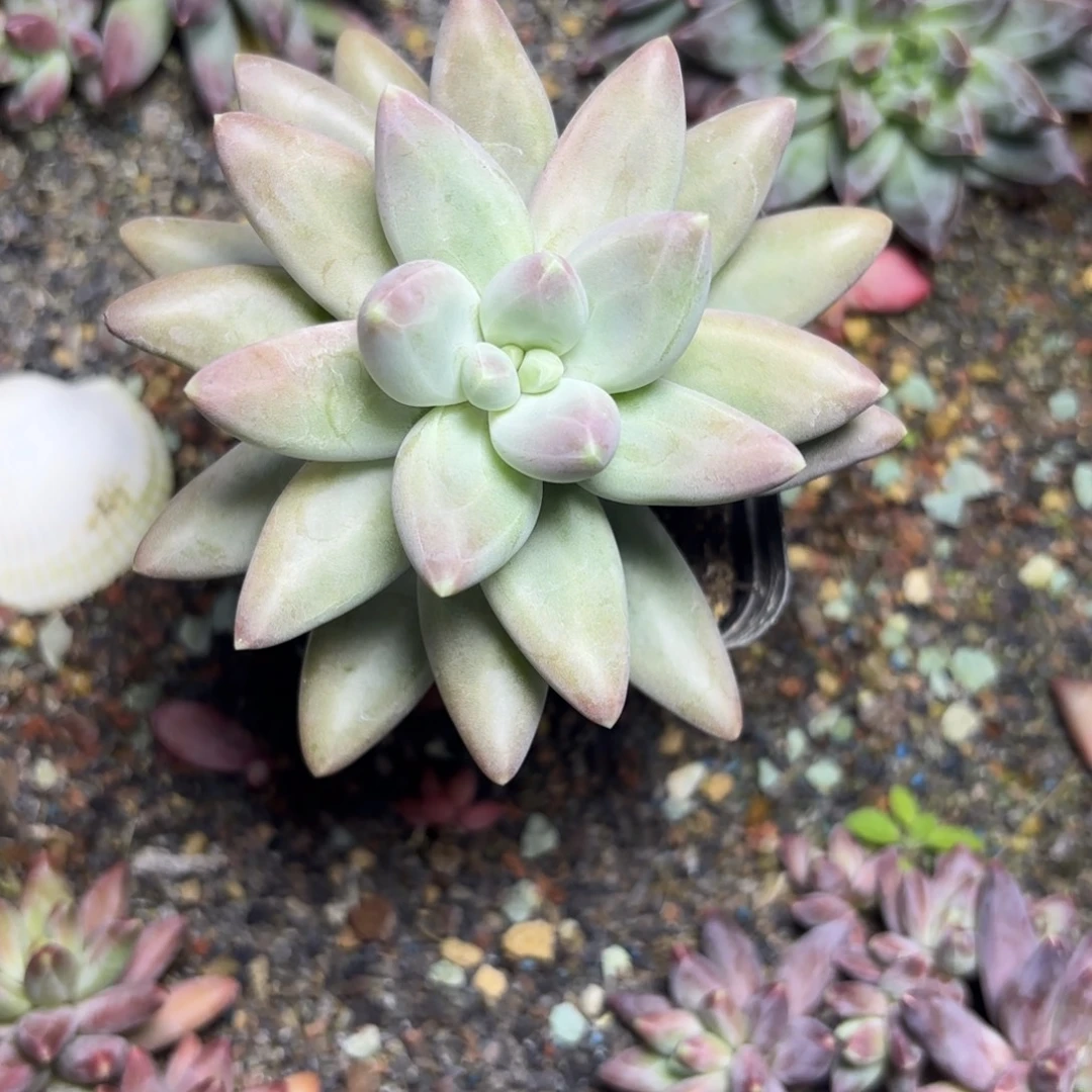 摩登女郎一物一拍