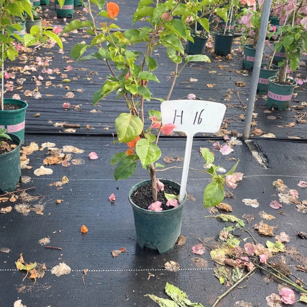 ****蜂全部花朵绿叶橙H16