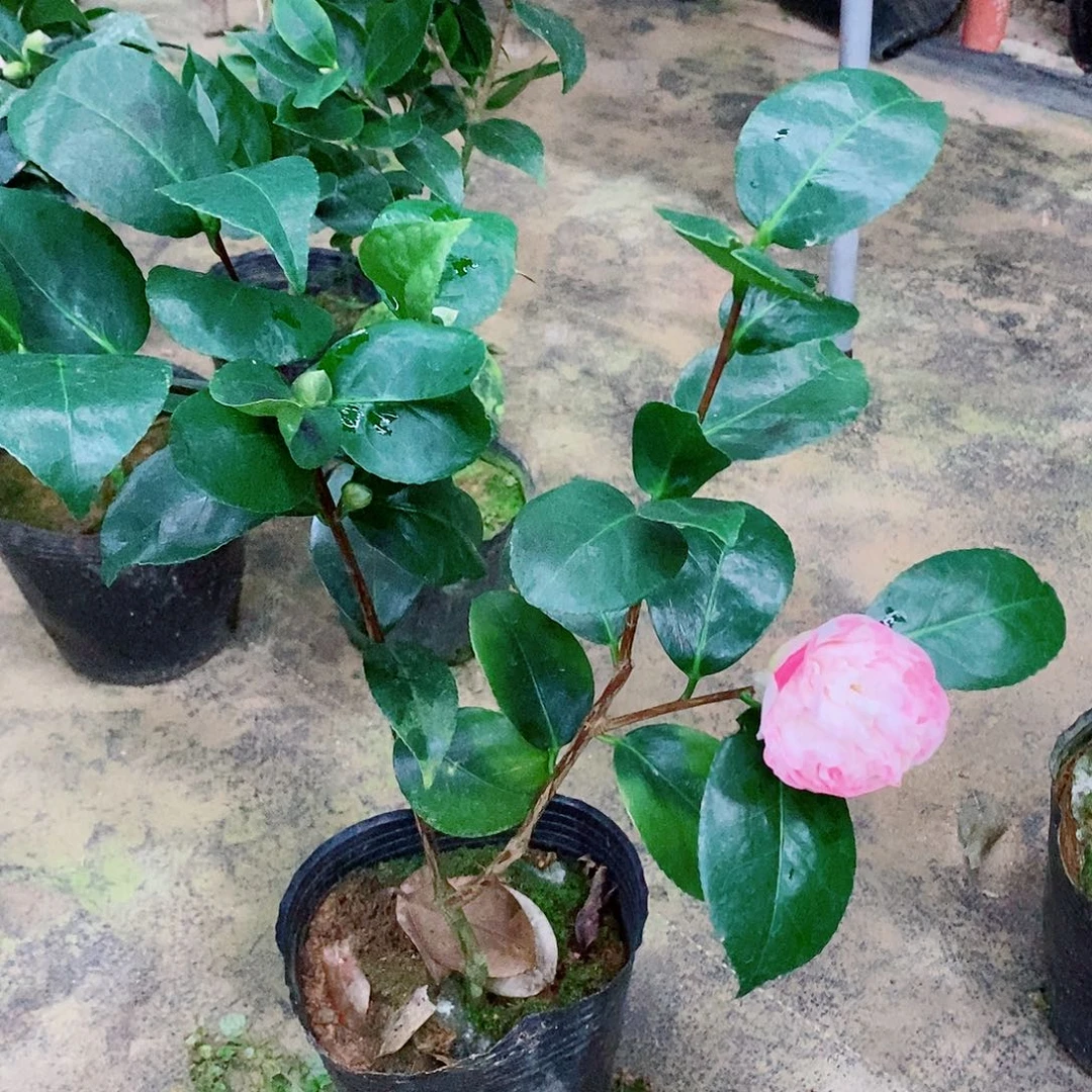 无花朵茶花盆栽宽彩带
