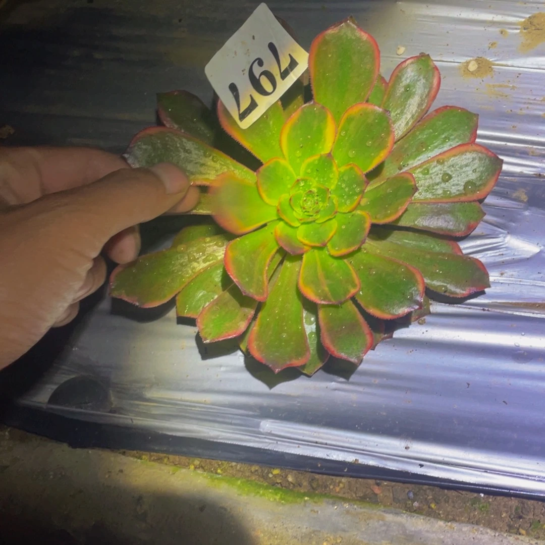 黑寡妇锦多肉植物797