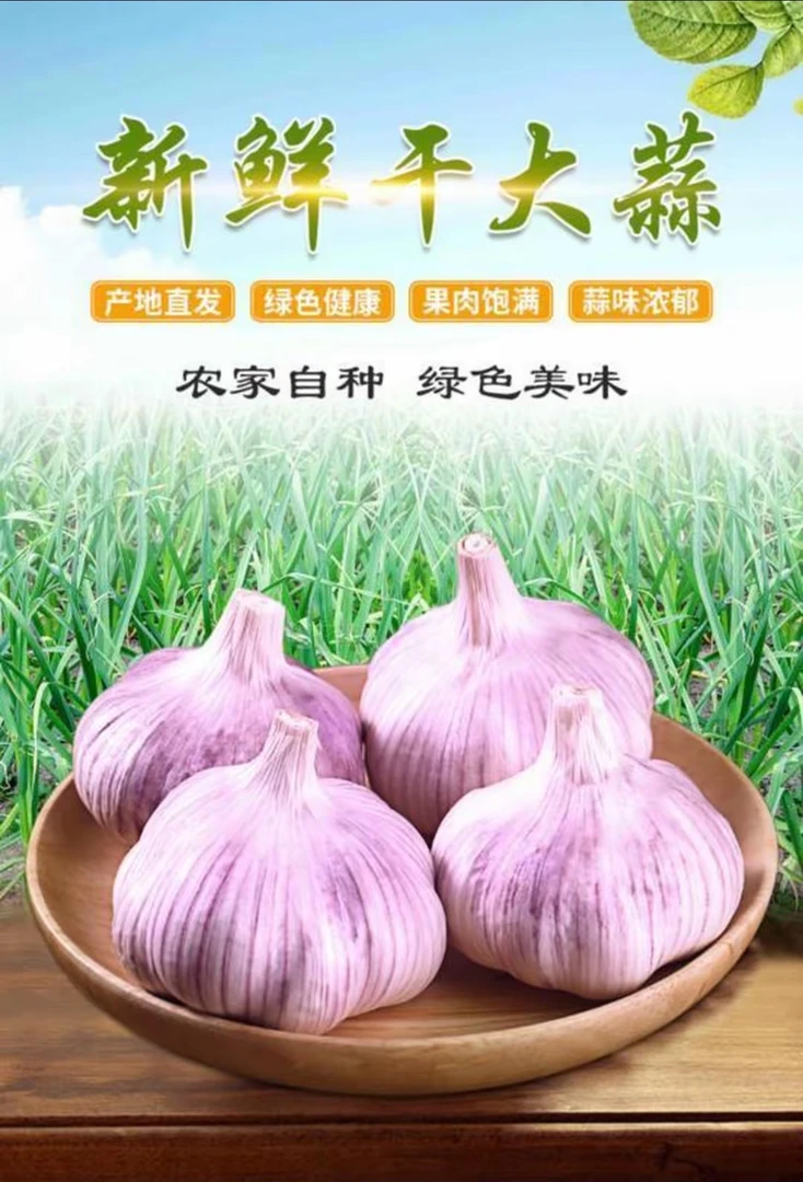 蒜蒜山东金乡金乡新干大蒜本地特色紫皮当季新鲜新鲜蔬菜现摘现发