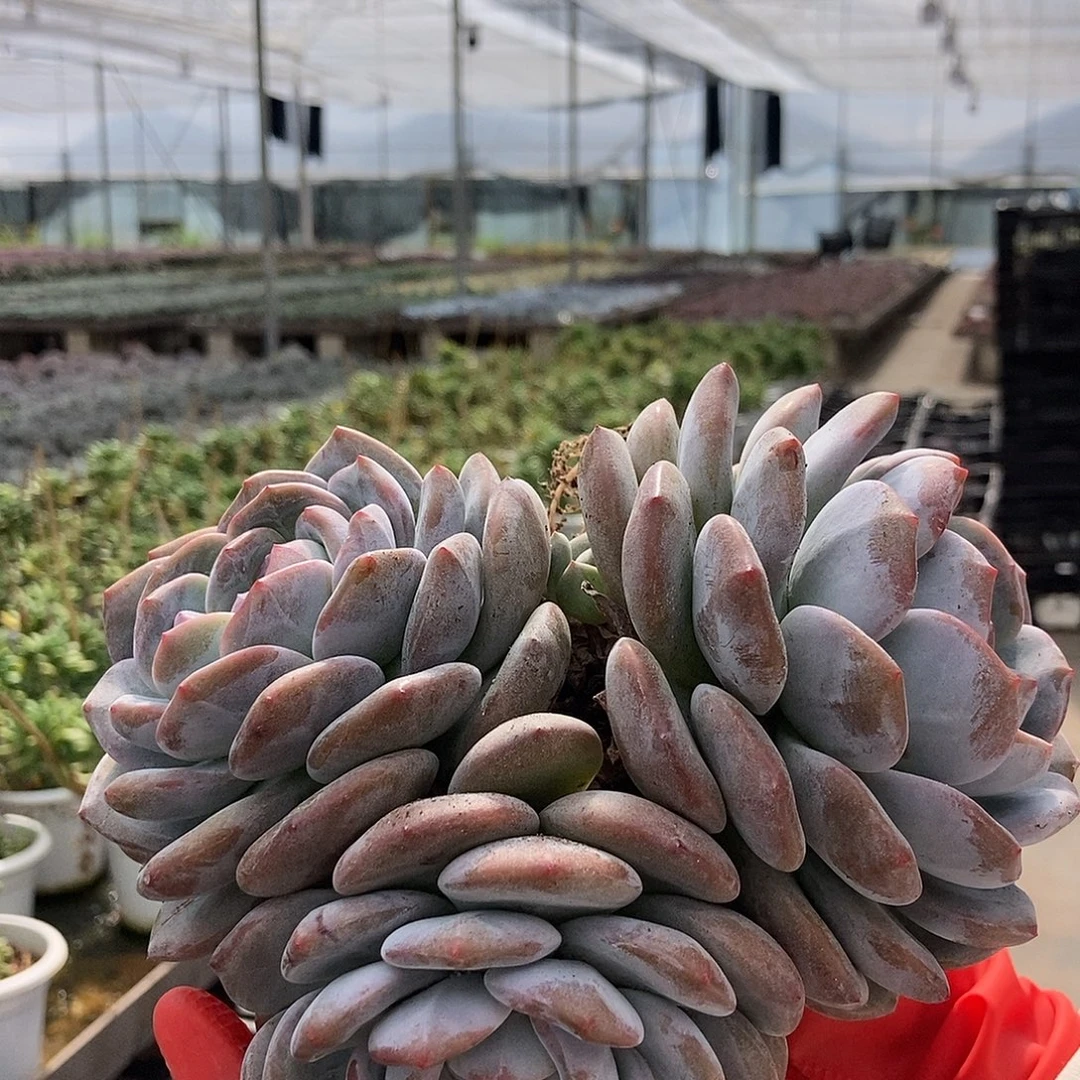 石榴籽星影三头随机脱土