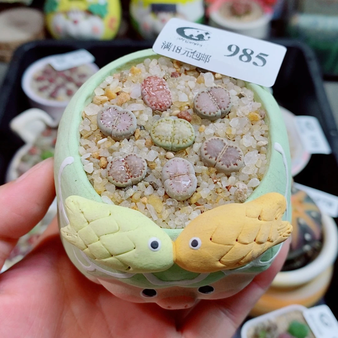 生石花花花花花985