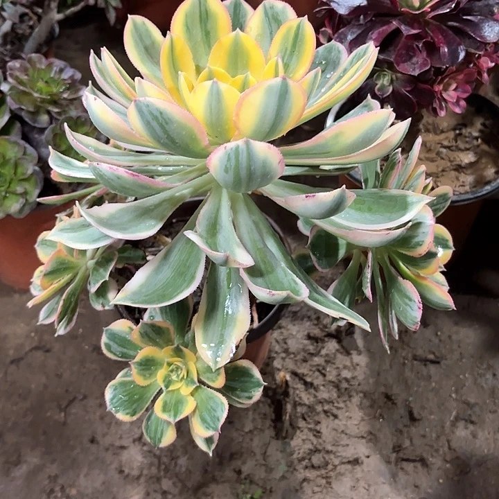 夕*多肉植物法师灿烂108