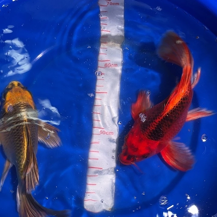 蝴蝶鲤冷水观赏鱼