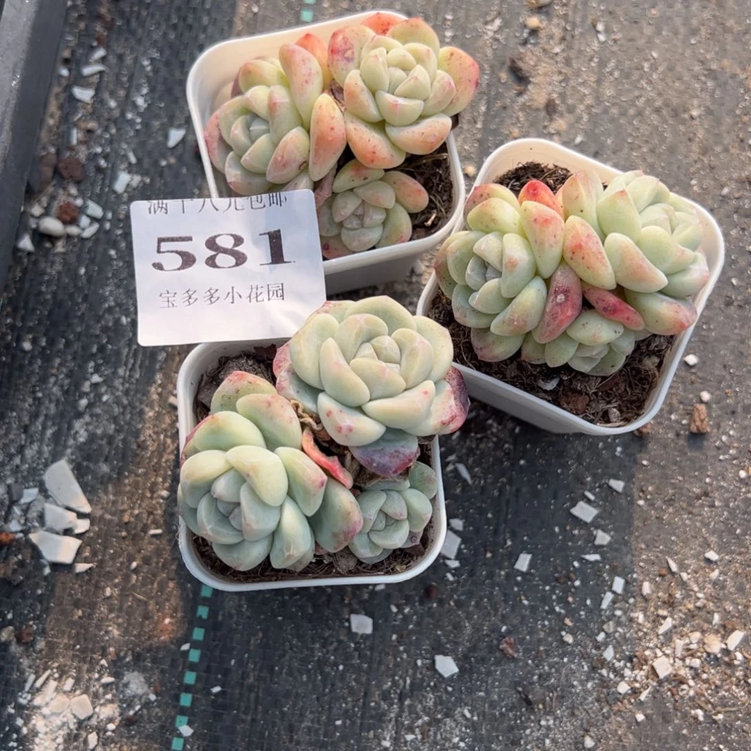 小***581号冰玉群三颗量拍多肉满18元包邮下午发货