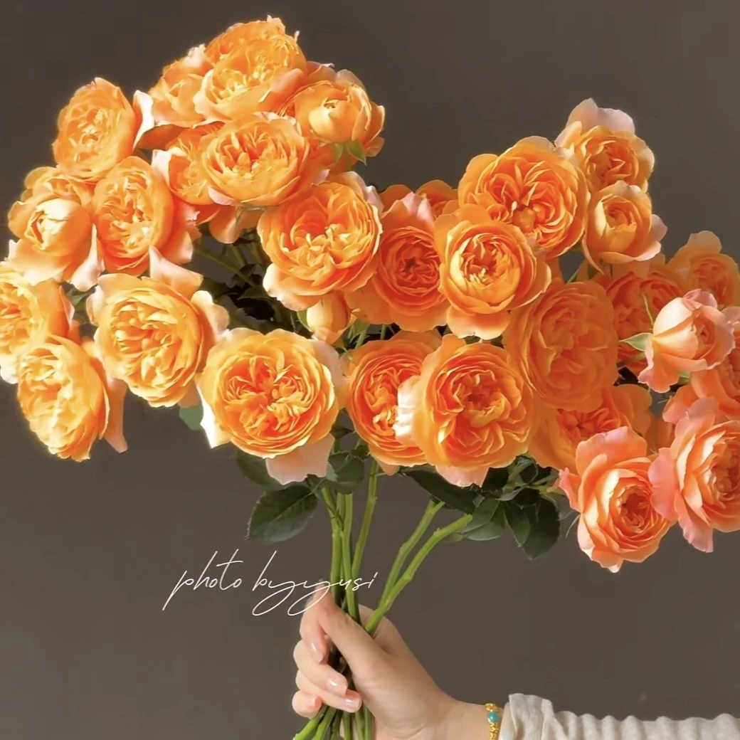 两单包邮！【发顺丰冷链】【果汁阳台】玫瑰花