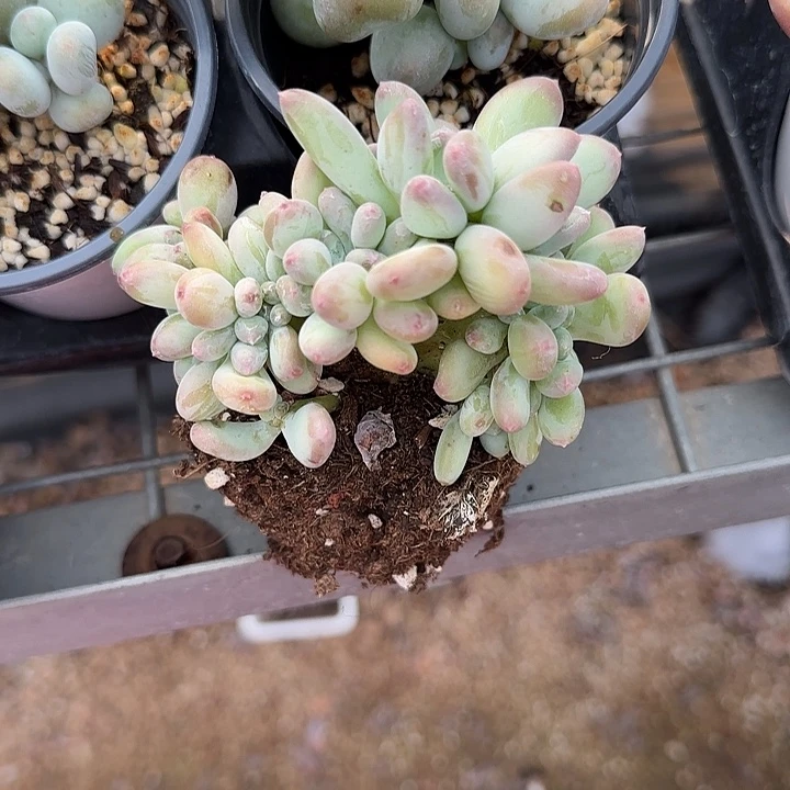 青蛙王子儿童牙膏11