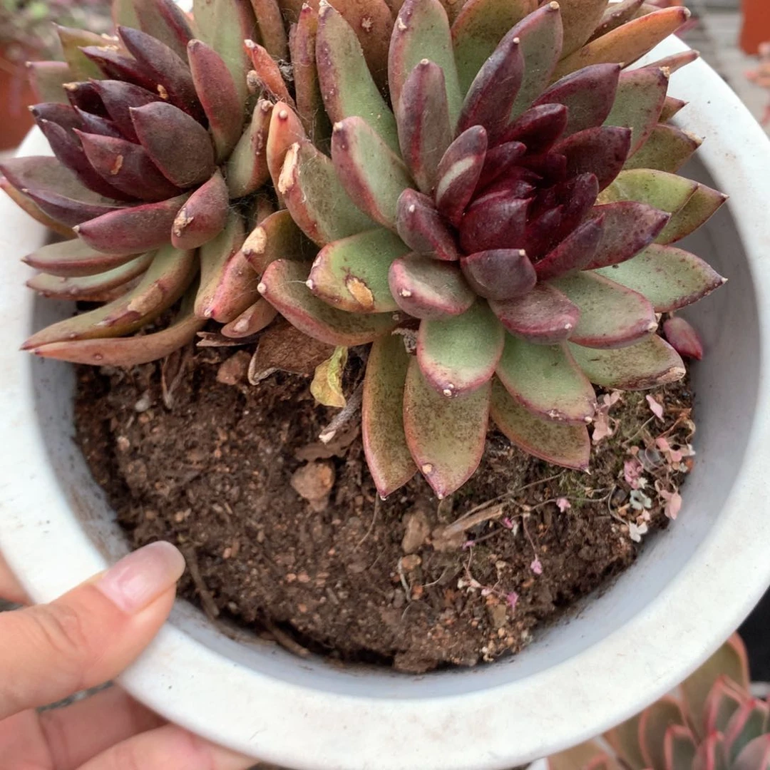 静*的黑水晶多肉植物