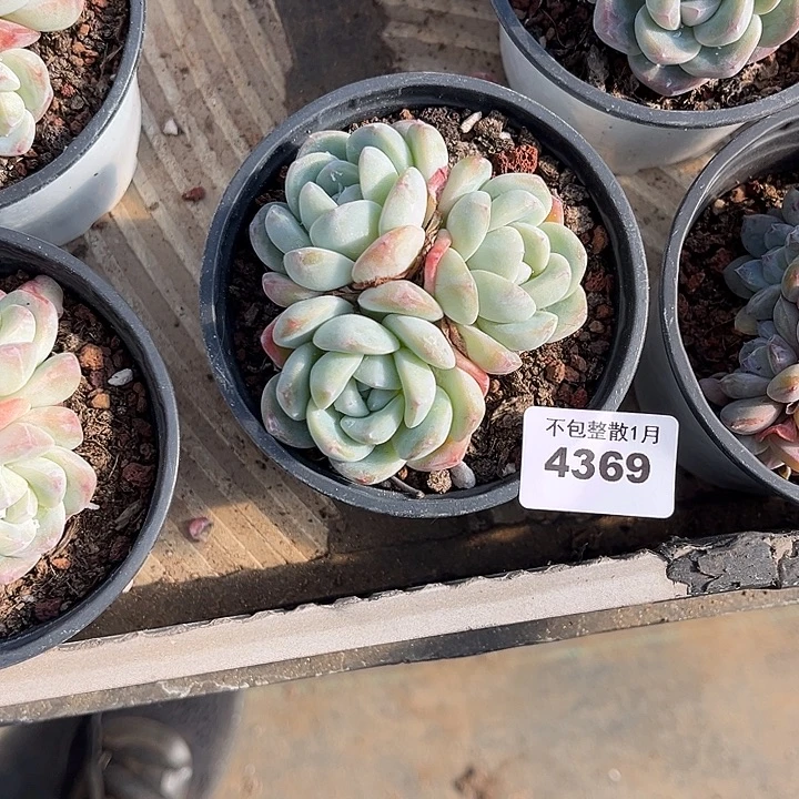 阿雅园艺。        4369冰玉